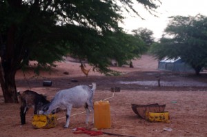 Entre 5h et 8h du matin, à 100km du Sénégal, nous nous arrêtons pour dormir aux abords d'un village maure. Réveillés par les chèvres, nous repartons sur la route...