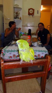 Joinville. Eduardo a sauvé un perroquet il y a quelques années, il fait désormais partie de la famille et se déplace en toute liberté dans la maison!