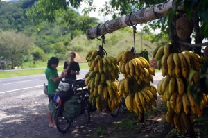Ici, encore plus qu'ailleurs, nous nous régalons de bananes à petits prix et grande valeur énergétique.
