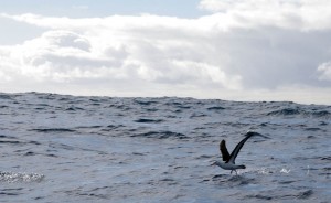 "Souvent pour s'amuser, les hommes d'équipage Prennent des albatros, vastes oiseaux des mers, Qui suivent, indolents compagnons de voyage, Le navire glissant sur les gouffres amers." Charles Baudelaire