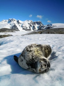Ce jeune phoque de Weddell n’ayant aucun prédateur à terre, il se laisse photographier sans crainte…