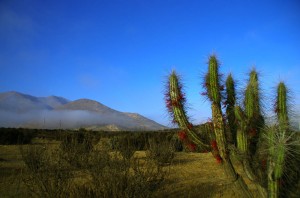 A quelques centaines de km au nord de Valparaiso nous rencontrons les premiers cactus, signe que le désert approche...