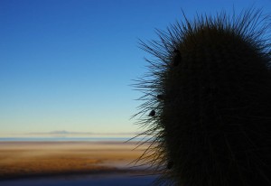 Le monde entier est un cactus Il est impossible de s'assoir Dans la vie, il y a qu'des cactus Moi je me pique de le savoir Aïe aïe aïe, ouille, aïe aïe aïe (Jacques Dutronc)