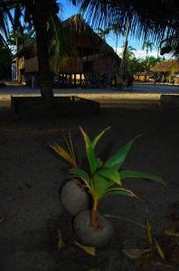 Vue du village d’indiens Tenharin : maisonnette de paille sur pilotis (qu'ils nous ont prêté) sur fond de palmiers. Si si, nous sommes bien dans le fin fond de l’Amazonie !