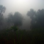 Le matin, une brume épaisse s’abat sur la forêt. Devons-nous prendre le risque de partir alors qu’une pluie est fort probable ? A votre avis, quelle sera notre choix ?
