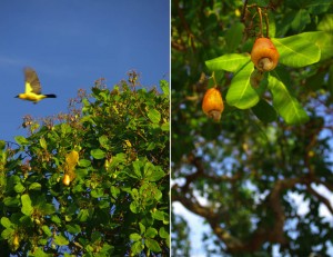 Les oiseaux « bem-ti-vi », du bruit de son piaillement. Ils évoluent dans les arbres produisant les cajous. C’est à partir de ces fruits qu’on extrait la noix de cajou que l’on connaît en France.