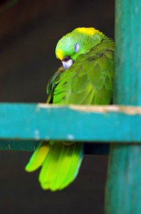 Les oiseaux sont de toute beauté. Ici un perroquet vert en pleine sieste.