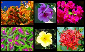 A cette saison, l'Amérique centrale foisonne de fleurs en tous genres le long des routes, pour notre plus grand plaisir de baroudeur. Avis aux experts pour nous éclairer sur les noms de ces belles plantes !