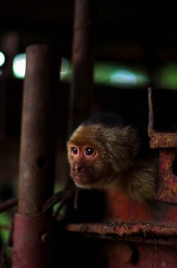 L'Amérique centrale jouit d'un climat tropical et les animaux qui vont avec. Les singes, qui nous tiennent compagnie depuis l'Amazonie, sont toujours autant de la partie.