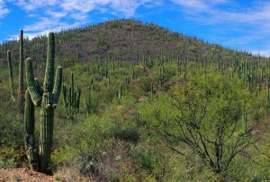 Forêt de cactus lors de notre dernier jour au Mexique. Leur taille est impressionnante, ils montent parfois plus de 4m de haut selon nos observations.