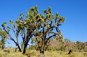 Des forêts de "Joshua Trees", cette arbre typique du désert de Mojave en Californie. Un apparent mélange entre cactus et arbre, magnifique.