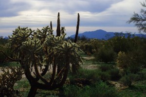Une végétation qui était encore inconnue à nos yeux, sur de vastes étendues à perte de vue. Sacré contraste inattendu entre forêts de cactus et montagnes enneigées au loin.