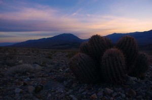 Dans ce climat aride et hostile qu'est Death Valley, il semblerait que seuls les cactus arrivent à pousser et s'épanouir correctement.