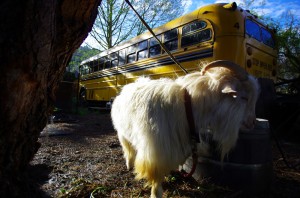 Ce soir là nous sommes reçus chez Steven dans la petite ville d'Orick qui donne sur le parc national de Redwoods. Steven nous présente ses animaux : bouc, poules, chiens, chats... et son trésor le School Bus américain planté dans le jardin :)