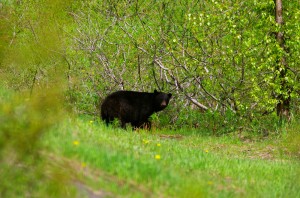 En général les ours que nous voyons s'en vont rapidement lorsqu'ils nous repèrent. Ils partent en courant se cacher dans les bois et il nous faut vite dégainer pour capturer ces images.