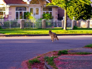 Les coyotes rôdent en ville. Il n'est pas rare de voir les animaux sauvages venir s'approprier les rues : coyotes, raton-laveurs et même quelques ours parfois !