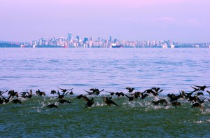 Vue sur Vancouver depuis le détroit de Géorgie entre la ville et l’île du même nom. Les canards sauvages profitent des eaux calmes pour aller pêcher.