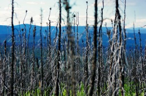 Nous croisons souvent des pans de forêts entiers brûlés. L'été est sec ici et, lorsqu'il ne pleut pas, les feus de forêt sont fréquents. Parfois, des centaines de milliers de kilomètres carrés partent en fumée et ces feux sont de plus en plus fréquents dans la région. Certains chercheurs affirment que la forêt d'Alaska rejette plus de carbone qu'elle n'en absorbe.