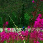 L'épilobe en épi ou la "fireweed" est la fleur symbolique du grand nord. Elle porte ce nom car elle pousse très facilement aux endroits où il y a eu des feux de forêts. Nous voyons parfois des champs entiers de couleurs violette sur les montagnes, un paysage unique de cette région.