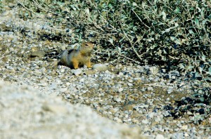 Les petits lemmings occupent les bords de la route et nous sommes étonnés de voir un animal à l'apparence si vulnérable capable de vivre dans cette région aux conditions climatiques extrêmes.