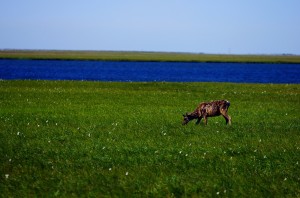 Une femelle caribou isolée avec en fond les premiers signes du site industriel de Prudhoe Bay.