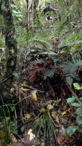 80 % de la flore est endémique aux deux îles qui composent le pays. C'est une découverte fascinante que de marcher dans ces forêts.