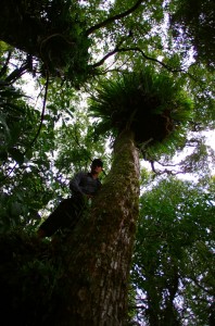 Nous profitons de notre "QG" pour aller vadrouiller dans la forêt primitive aux alentours. Brian explique : "Explorer la forêt native, ça donne l’impression d’entrer dans un nouveau monde. Tous ces nouveaux arbres, plantes et oiseaux m’ont fasciné. D’entrée, j’ai été surpris par la nouveauté de cette île à part du reste du monde. L’ambiance sonore me donnait l’impression de revivre un peu l’Amazonie, les petites bêtes dangereuses en moins. Marcher dans la forêt primaire a été pour moi une des expérience les plus captivantes au pays des kiwis. J’ai vraiment ressenti la sensation de découverte qui fait un des intérêts de cette aventure autour du monde.”