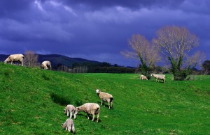 Impossible de repartir de la Nouvelle Zélande sans une photo des ses moutons ! Dans les champs sur le bord de la route ou quelquefois dans notre assiette, ils auront largement fait partie de notre aventure ici !
