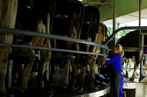 Simon nous informe que ses vaches peuvent produire jusqu'à 49L de lait par jour chacune ! Il vend ses vaches à l'étranger pour leur qualité. Son exploitation produit 10 000 à 12 000 L par jour. Une vraie usine !