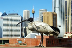 Les ibis blancs australiens se baladent partout dans la ville de Sydney. Pour nous européens, c'est surprenant de voir ces oiseaux en plein centre ville, nous les aurions plutôt placer dans une réserve ou dans un zoo !