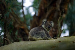 Les Koalas passent la majorité de leur vie perchés dans les eucalyptus dont ils mangent les feuilles. Tandis que nous roulons dans ces forêts à la faune et la flore endémique nous levons les yeux au ciel et voyons un perroquet par ci, un koala par là... et ce dernier pose volontiers pour la photo, pas besoin de lui demander de ne pas trop bouger... il est aussi excité qu'un paresseux.