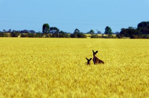 Même les kangourous nous regardent partir avec curiosité ! — in Balaklava, South Australia.