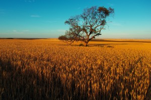Premier jour en partant d'Adelaide, nous avançons au milieu des champs de blé. Les couleurs sont vives. — in Balaklava, South Australia.