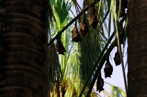 Tranquillement installées la tête en bas, ces chauves-souris se reposent, bien à l’abri sous les palmiers, durant la journée. Chut !! Ne les réveillons pas, elles risqueraient de s’envoler !!