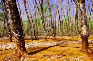 Exploitation d’hévéas, l’arbre à caoutchouc. Le Vietnam compte parmi les plus gros producteurs mondiaux de caoutchouc. La sève de l’arbre (le latex) est la matière extraite, coulant le long du tronc et recueillie dans un bol à son pied. Originaire d’Amazonie, cet arbre est surtout exploité aujourd’hui dans les climats tropicaux d’Asie.