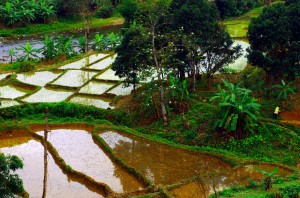 Le Vietnam compte environ 90 million d’habitants. Le riz est, comme bien souvent en Asie, l’ingrédient de base pour l’alimentation des populations. Les rizières nécessitent énormément d’eau pour permettre la croissance du riz et l’exploitation de celui-ci ne peut se faire quasiment qu’à la main ou à l’aide d’animaux, mais sans machine à cause de son environnement marécageux.