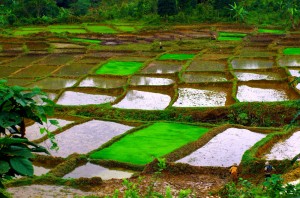 Les terrasses de culture de riz au Vietnam
