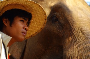 Le « maroud » est la personne qui s’occupe des éléphants. Au Laos il existe principalement 2 endroits où sont préservés les éléphants : à Sayabouly dans le nord-ouest du pays et à Champassak au sud-ouest. ElefantAsia, une ONG tenue par des français, officie principalement dans les réserves d’éléphants dans ces deux endroits. En particulier, un propriétaire d’une éléphante enceinte peut venir à leur centre de conservation pour mettre bas et ainsi bénéficier d’un emploi de 2 ans au sein du centre, période nécessaire à l’allaitement du nouveau-né. C’est une façon socialement intelligente de préserver l’espèce, étant donné que leur habitat sauvage se réduit d’année en année.