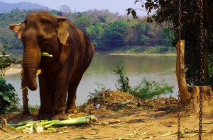 L’éléphant est l’animal mascotte du Laos. Ce pays autrefois surnommé le « pays du million d’éléphants » n’en compte plus qu’un millier, parmi lesquels environ 470 sont domestiques et le reste sauvages. L'éléphant est symbole de fertilité, de puissance, de sagesse et de sacralité dans de nombreux pays. On retrouve dans l'imagerie populaire et religieuse d'Asie l'éléphant sous de très nombreuses formes et ses représentations sont innombrables...