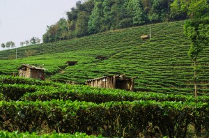 La Chine est le premier producteur de thé mondial avec environ 1 million de tonnes par an, soit quasiment 30 % de la production mondiale. Le Yunnan, cet état frontière avec du sud de la Chine que nous avons traversé, compte pour beaucoup dans cette production. C'est donc sans surprises que nous découvrons des versants entiers de montagnes remplis de ces rangées de petits arbustes verts. Un nouveau type de paysage qui n’est pas pour nous déplaire.