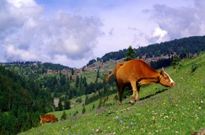 Un village perché à 2000 m d’altitude sur les hauteurs de la Géorgie nous rappelle nos Alpes françaises avec les vaches pour icônes.