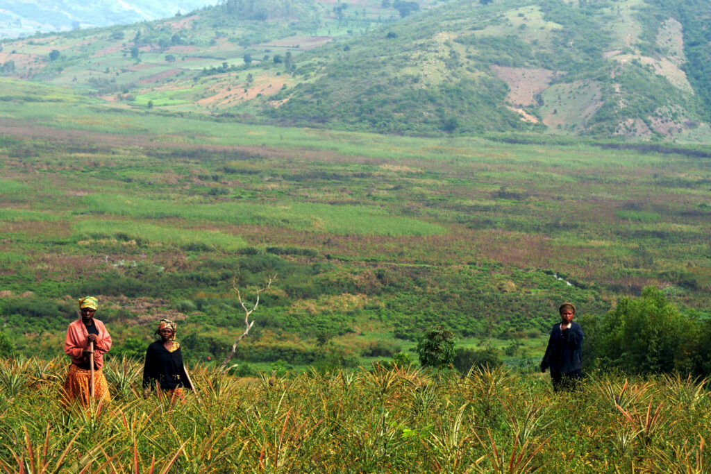 3 agricultrices dans un champs d'ananas au Rwanda