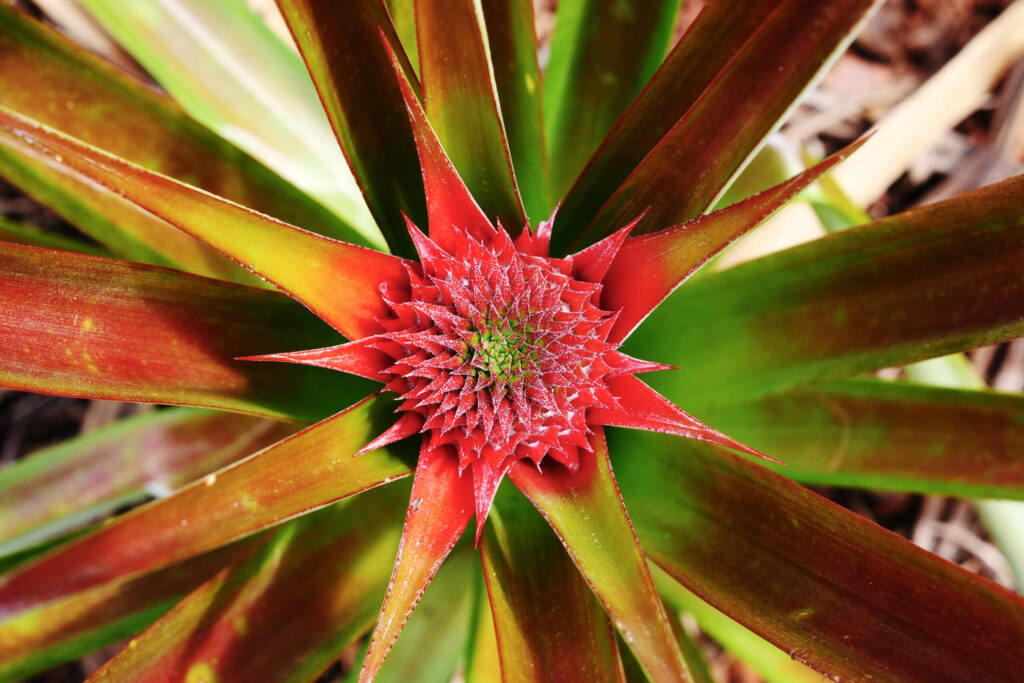 Gros plan sur la fleur qui se transforme ensuite en Ananas