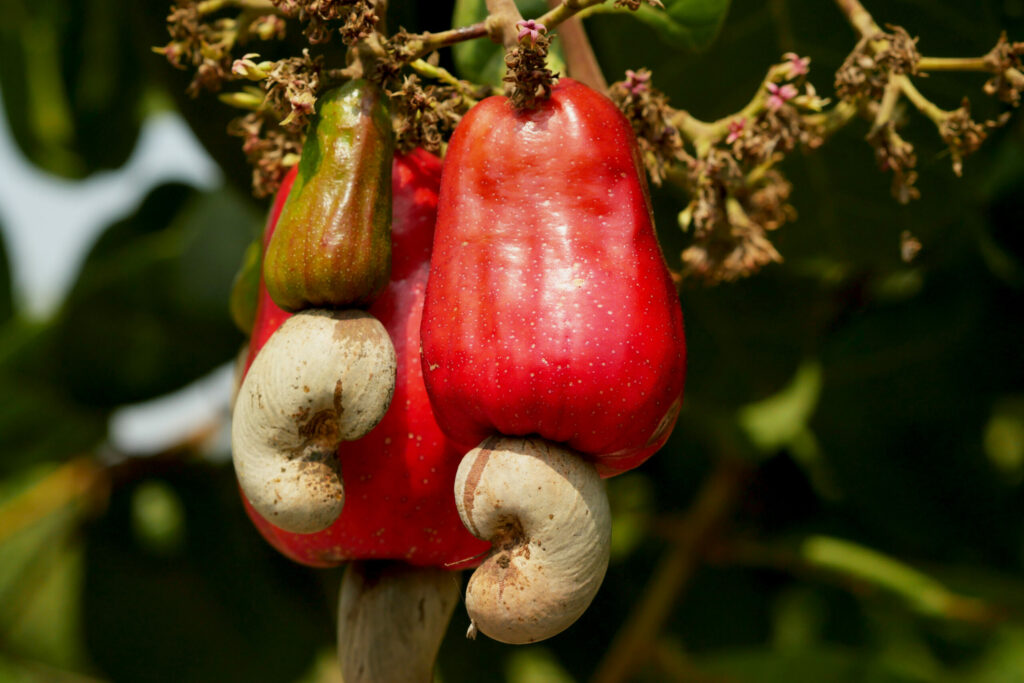 Noix de cajou sur l'arbre