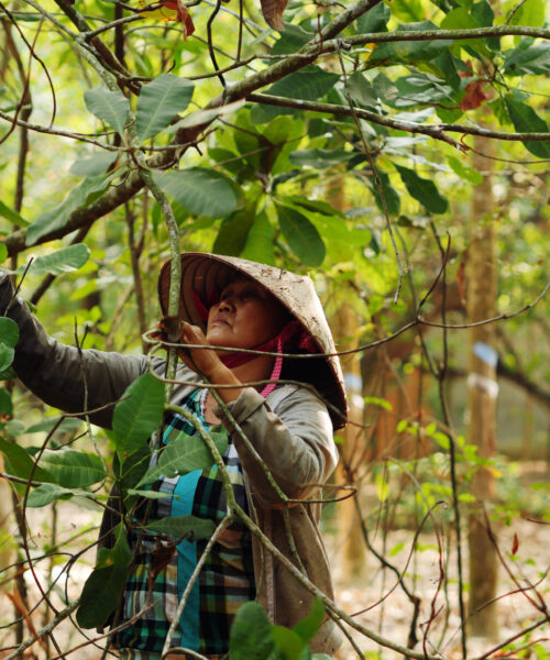 Mme Vang, agricultrice Vietnamienne, récolte les noix de cajou