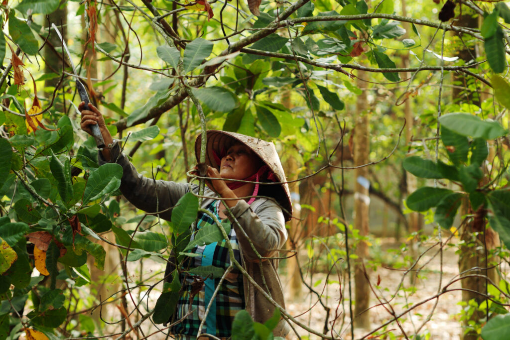 Mme Vang, agricultrice Vietnamienne, récolte les noix de cajou