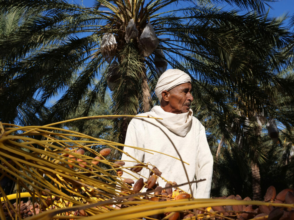 Agriculteur tunisien dans sa palmeraie où il cultive des dattes