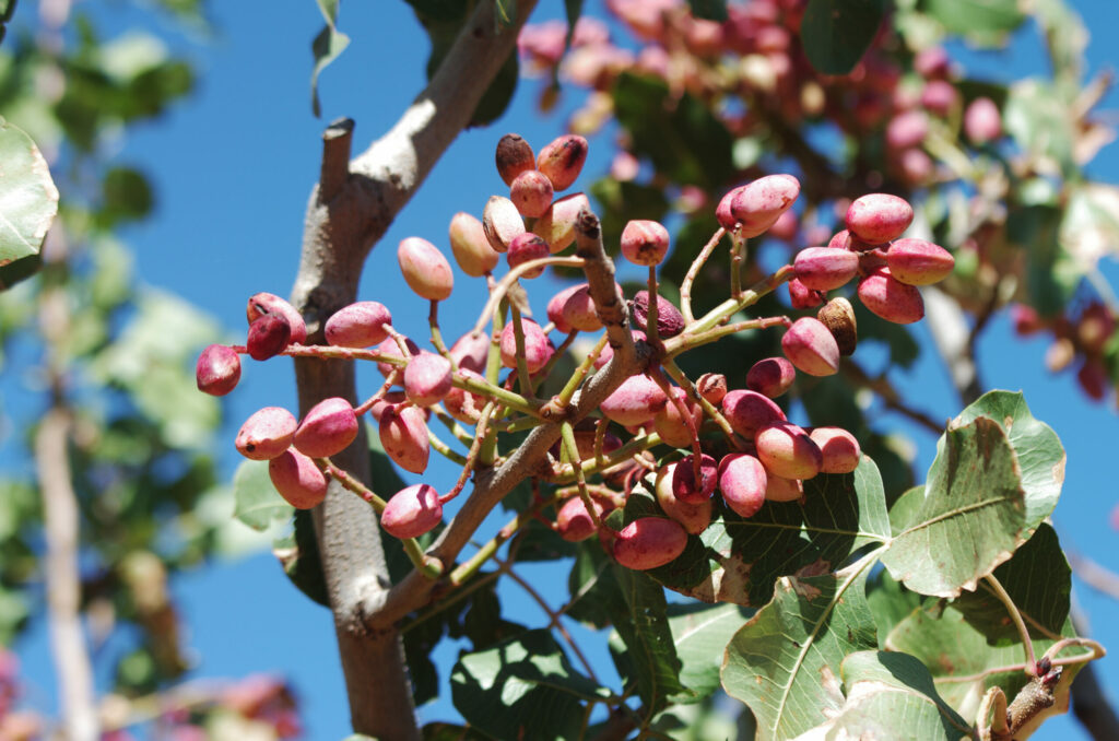 Pistaches légèrement rosées encore sur l'arbre