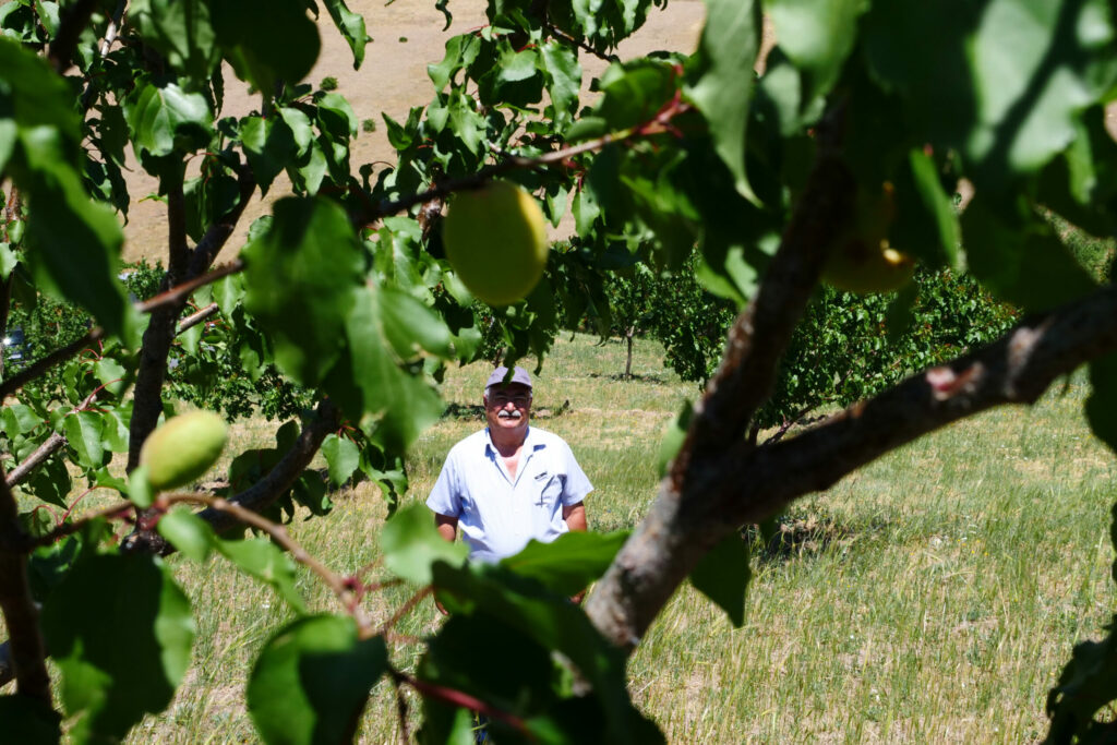 Mehmet, agriculteur et producteur d'abricots dans son verger