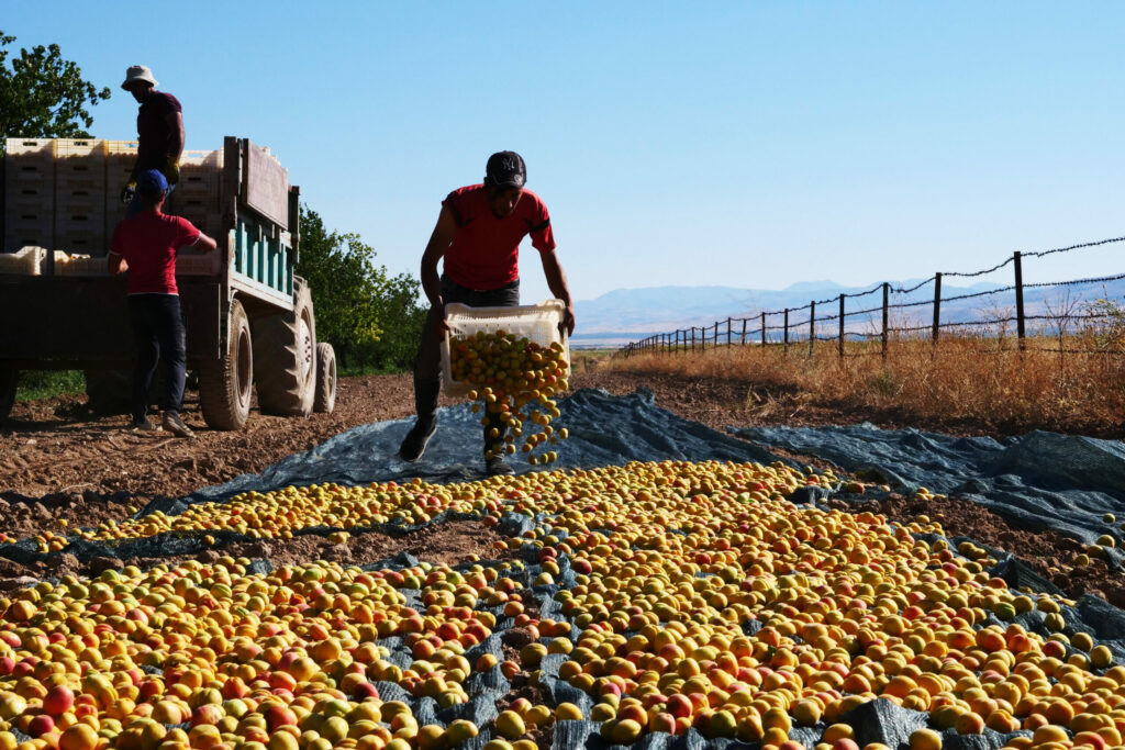 Un agriculteur étale les abricots sur une bâche